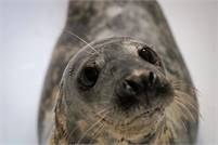 Seal Rescue Ireland Gale Loescher